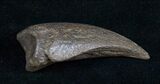 Large Cretaceous Crocodile (Leidyosuchus) Claw #10408-1